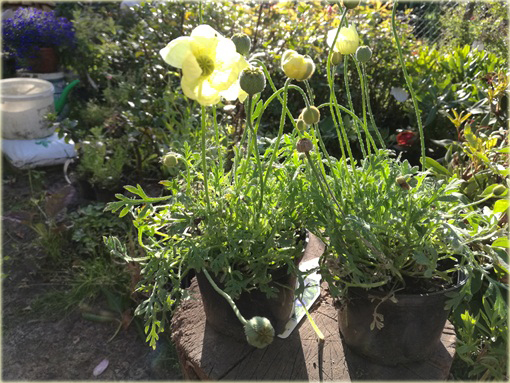 Mak syberyjski Papaver nudicaule