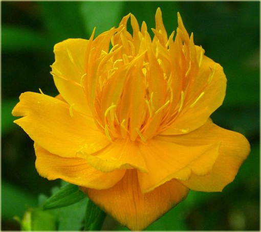 Pełnik chiński Goldkonigin Trollius chinensis