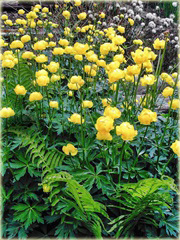 Pełnik europejski Trollius europaeus