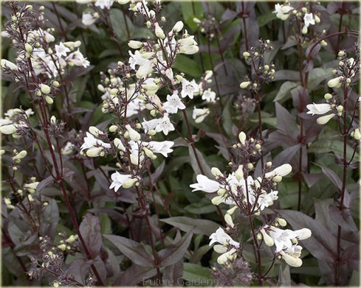 Penstemon naparstnicowaty Husker Red Penstemon digitalis