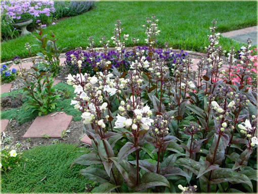 Penstemon naparstnicowaty Husker Red Penstemon digitalis