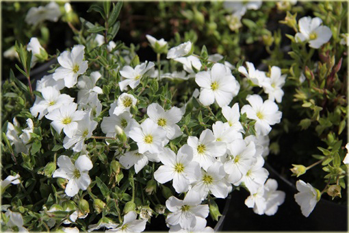 Piaskowiec górski Arenaria montana