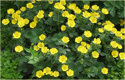 Pięciornik poziomkowaty Potentilla fragiformis