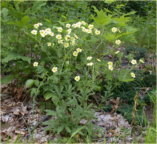 Pięciornik wyprostowany Potentilla recta