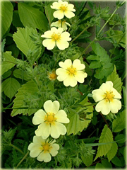 Pięciornik wyprostowany Potentilla recta