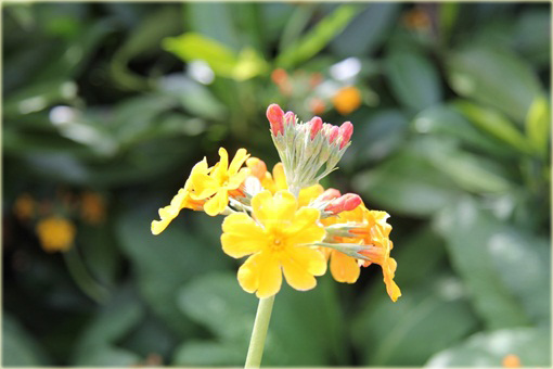 Pierwiosnek Bulleyana Primula bulleyana