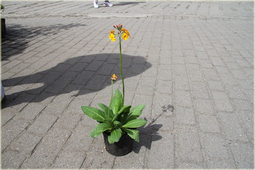 Pierwiosnek Bulleyana Primula bulleyana