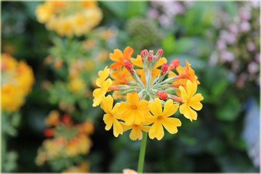 Pierwiosnek Bulleyana Primula bulleyana
