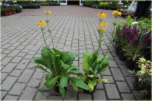 Pierwiosnek Bulleyana Primula bulleyana