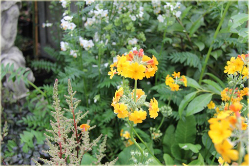 Pierwiosnek Bulleyana Primula bulleyana