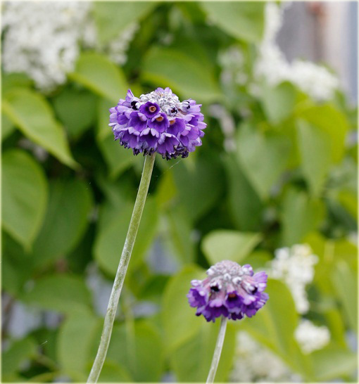 Pierwiosnek główkowaty Noverna Deep Blue Primula capitata