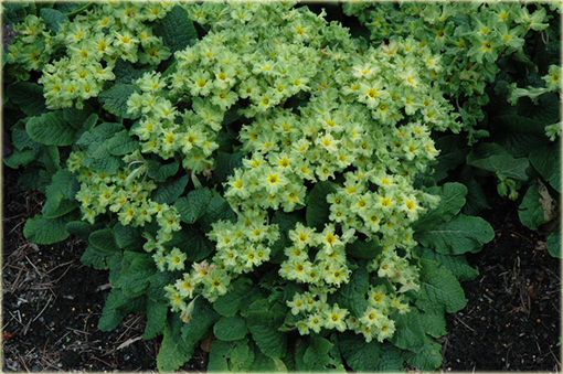 Pierwiosnek Green Lace Primula