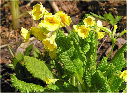 Pierwiosnek lekarski Pure Yellow Primula veris