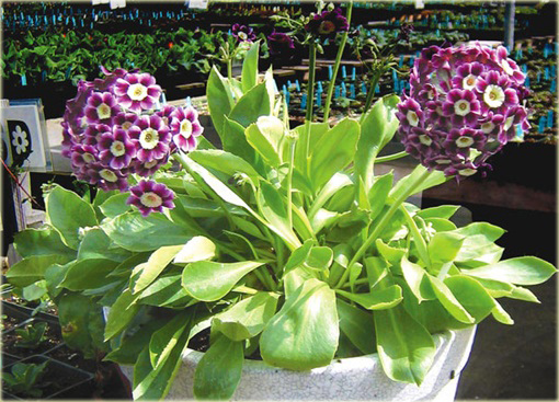 Pierwiosnek omszony Primula x pubescens