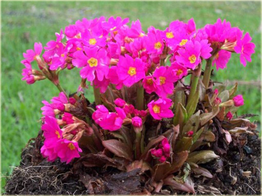 Pierwiosnek różowy Gigas Primula rosea