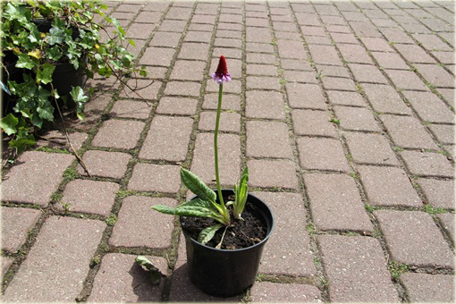 Pierwiosnek Viala Red Hot Poker Primula viali