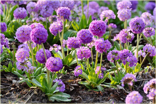 Pierwiosnek ząbkowany Lilac Primula denticulata