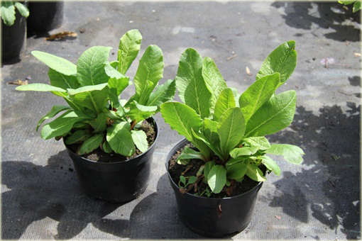 Pierwiosnek ząbkowany Lilac Primula denticulata