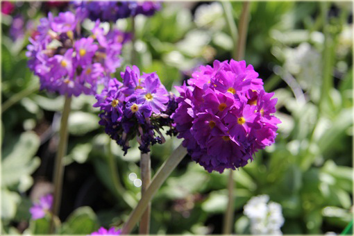 Pierwiosnek ząbkowany Lilac Primula denticulata