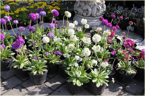 Pierwiosnek ząbkowany Lilac Primula denticulata