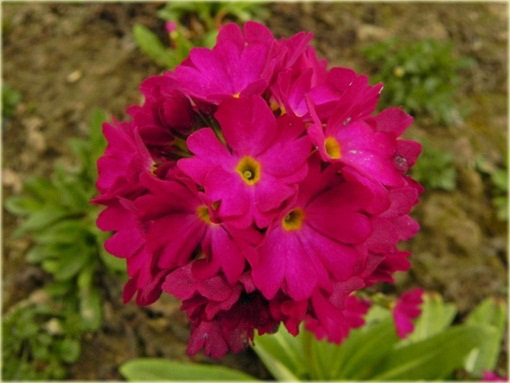 Pierwiosnek Ząbkowany Rubin Primula denticulata