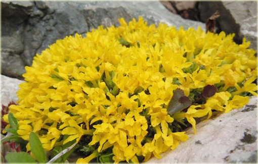 Pierwiośnik Vitaliana primuliflora