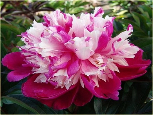 Piwonia chińska Daydream Paeonia daydream