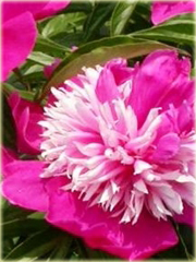 Piwonia chińska Daydream  Paeonia daydream
