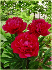 Piwonia Karl Rosenfield Paeonia lactiflora