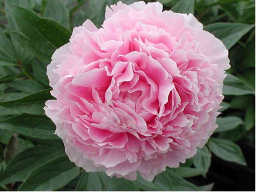 Piwonia Sarah Bernhardt Paeonia lactiflora