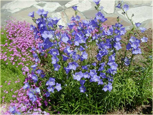 Platykodon wielokwiatowy Platycodon grandiflorum 