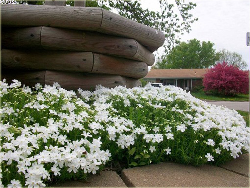 Płomyk (floks) szydlasty Early Spring White Phlox subulata