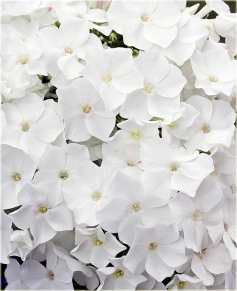 Płomyk wiechowaty BIAŁY, floks Phlox paniculata white