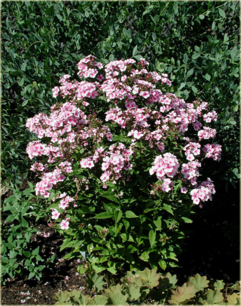 Płomyk wiechowaty Bright Eyes, floks jasnoróżowy z ciemniejszym oczkiem Phlox paniculata Bright Eyes