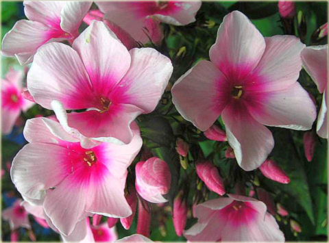 Płomyk wiechowaty Bright Eyes, floks jasnoróżowy z ciemniejszym oczkiem Phlox paniculata Bright Eyes