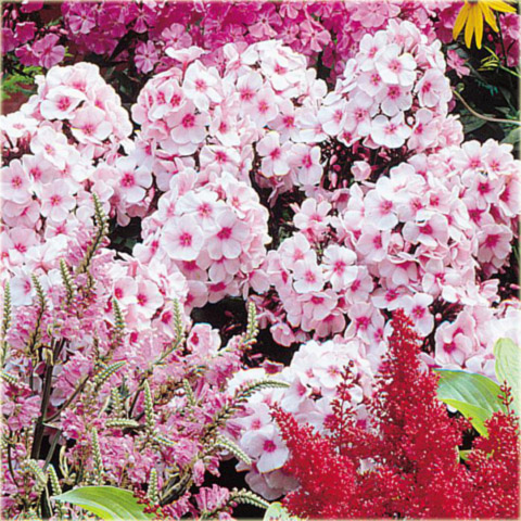 Płomyk wiechowaty Bright Eyes, floks jasnoróżowy z ciemniejszym oczkiem Phlox paniculata Bright Eyes