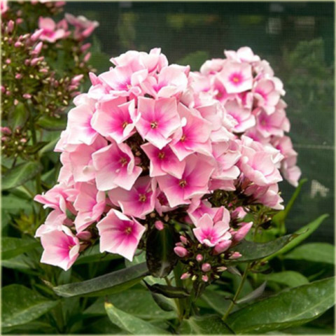 Płomyk wiechowaty Bright Eyes, floks jasnoróżowy z ciemniejszym oczkiem Phlox paniculata Bright Eyes