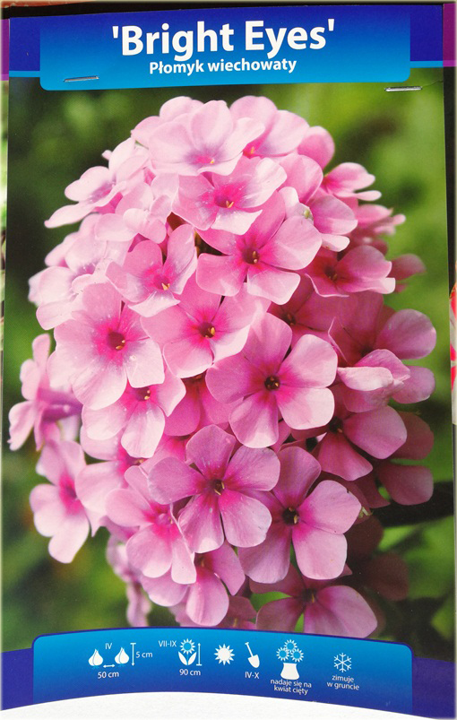 Płomyk wiechowaty Bright Eyes, floks jasnoróżowy z ciemniejszym oczkiem Phlox paniculata Bright Eyes