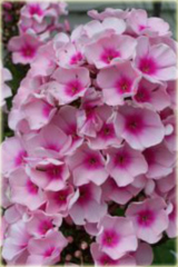 Płomyk wiechowaty Bright Eyes, floks jasnoróżowy z ciemniejszym oczkiem Phlox paniculata Bright Eyes