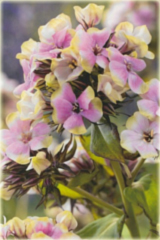 Płomyk wiechowaty Sherbert Blend, floks lila-zielony Phlox paniculata Sherbert Blend