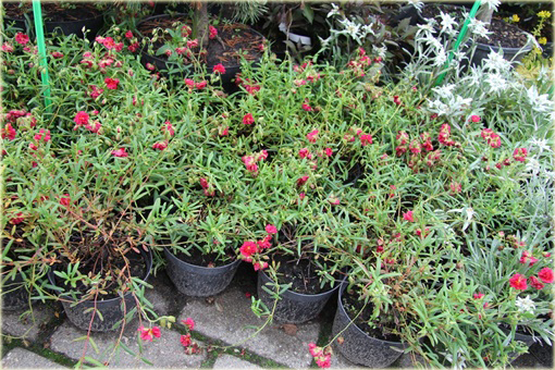 Posłonek ogrodowy Helianthemum nummularium