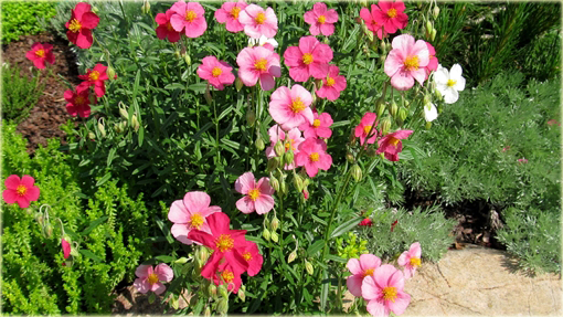 Posłonek ogrodowy Helianthemum x hybridum