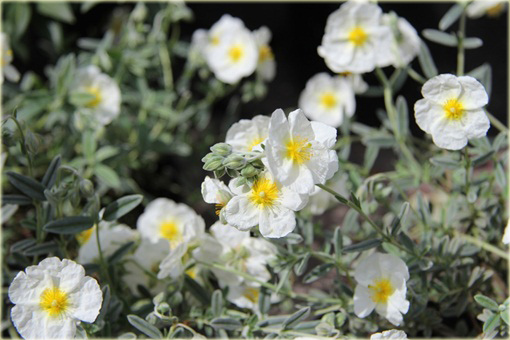 Posłonek rozesłany The Bride Helianthemum nummularium