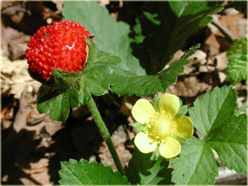 Poziomkówka indyjska Duchesnea indica