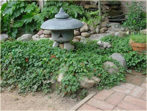 Poziomkówka indyjska Duchesnea indica