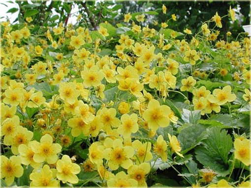 Pragnia syberyjska Waldsteinia ternata