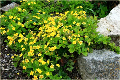 Pragnia syberyjska Waldsteinia ternata