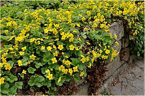 Pragnia syberyjska Waldsteinia ternata