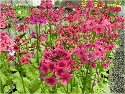 Prymula Pierwiosnek japoński Millers Crimson Primula japonica
