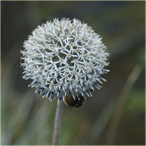 Przegorzan Arctic Glow Echinops sphaerocephalus
